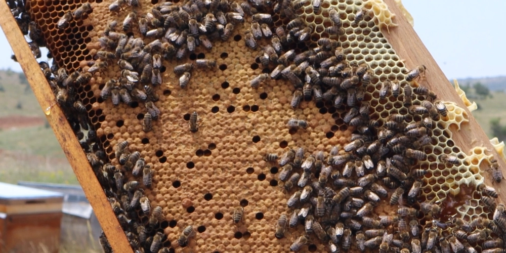 Arılar Olmasa Dünya Ne Olurdu?