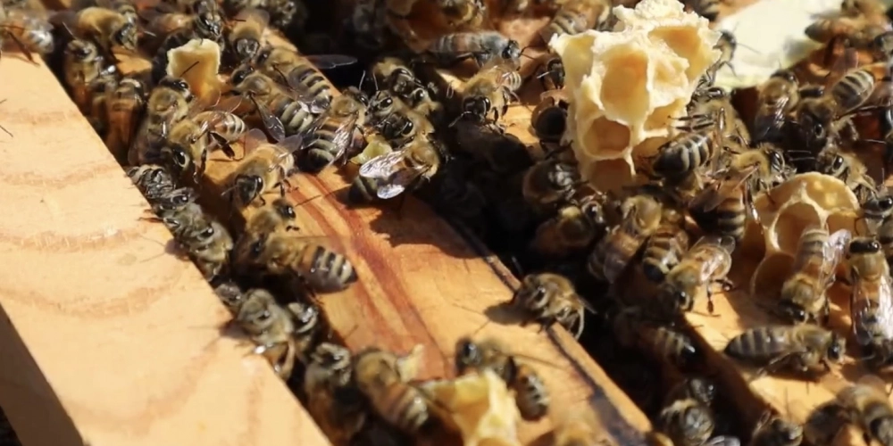 Bal Hakkında Doğru Bilinen Yanlışlar – Gerçek Balı Tanımanın Zamanı!