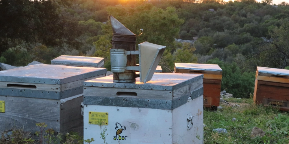 Bal Neden Donar? – Balın Antimikrobiyal Gücünün Bilimsel Sırrı