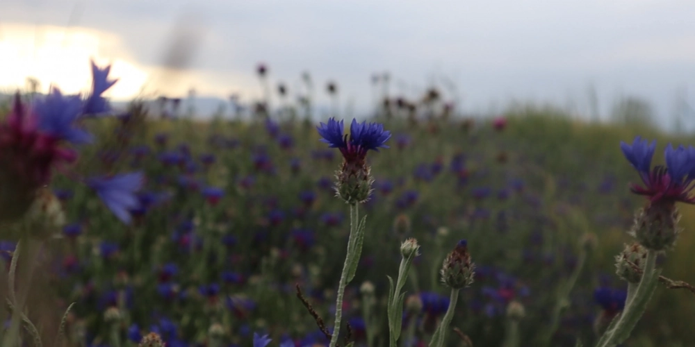 Ballı Ev Yapımı Şuruplar: Öksürük ve Soğuk Algınlığına Doğal Destek