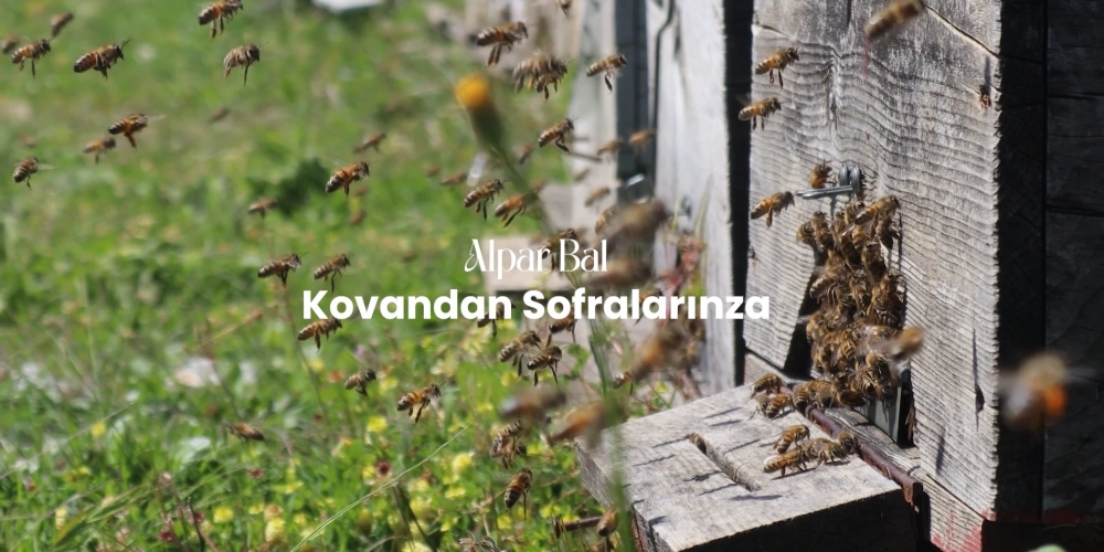 Bir Damla Balın Hikayesi – Petekten Kavanoza Uzanan Yolculuk