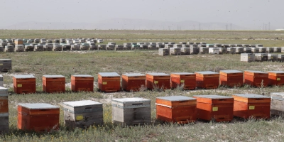 Doğal Olarak Alpar Bal: Türkiye’nin En Tatlı Markası