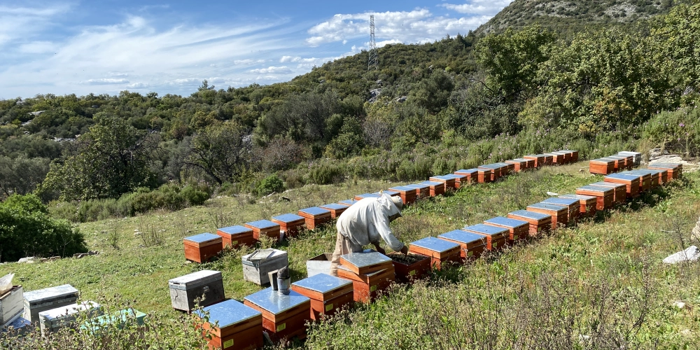 Bir Kaşık Balda 10 Bin Çiçeğin Hikayesi — Alpar Bal’ın Doğadan Sofraya Yolculuğu