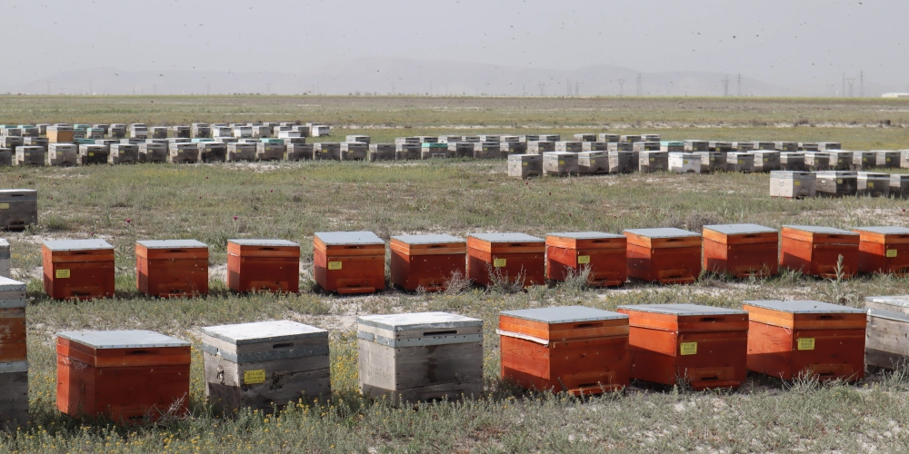 Doğal Olarak Alpar Bal: Türkiye’nin En Tatlı Markası