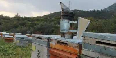Kış Aylarında Bağışıklığı Güçlendiren Ballı Karışım Tarifleri