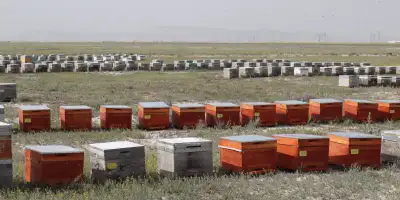 Doğal Olarak Alpar Bal: Türkiye’nin En Tatlı Markası