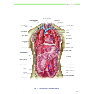 ANATOMİ ATLASI - Sağlık Bilimleri için