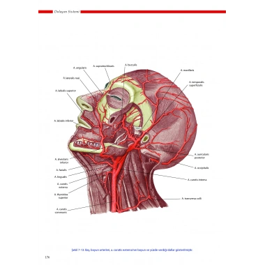 ANATOMİ ATLASI - Sağlık Bilimleri için