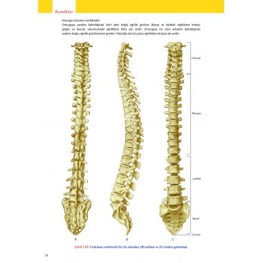 ANATOMİ ATLASI - Sağlık Bilimleri için