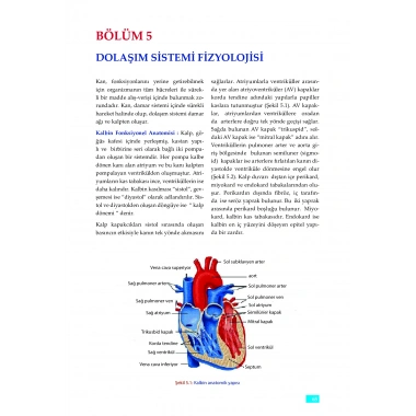 FİZYOLOJİ - Sağlık Bilimleri için
