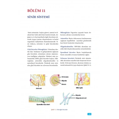 FİZYOLOJİ - Sağlık Bilimleri için