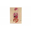 2. Sınıf Bilim Seti