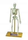 Bilim Seti : İnsan İskeleti