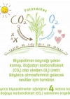 Bio Natural Islak Havlu Mendil 3x40 120 Yaprak