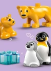 Kasabası Vahşi Hayvan Aileleri: Penguenler ve Aslanlar 10442