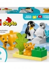 Kasabası Vahşi Hayvan Aileleri: Penguenler ve Aslanlar 10442