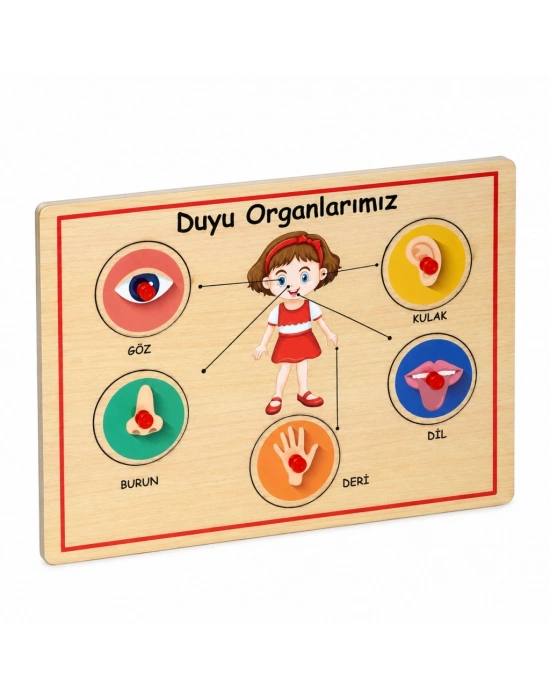 166/167  Ahşap Tutmalı Organlar