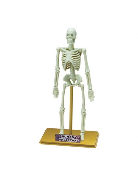 Bilim Seti : İnsan İskeleti