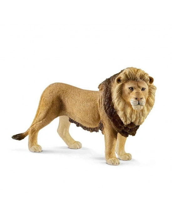 Erkek Aslan