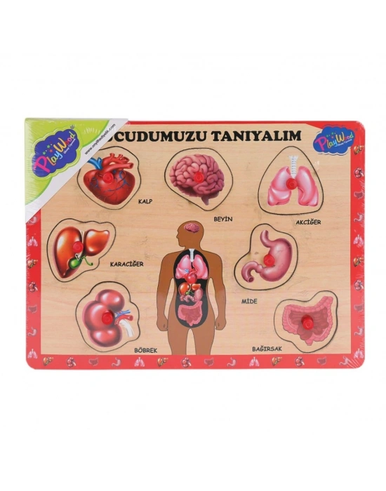 ONY-287 288 Ahşap Tutmalı Vücumuzu Tanıyalım -