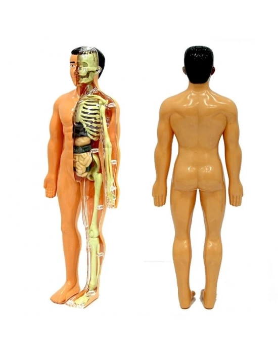 The Human Body İnsan Vücudu 3D Eğitim Seti 3302