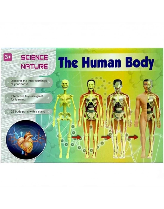 The Human Body İnsan Vücudu 3D Eğitim Seti 3302