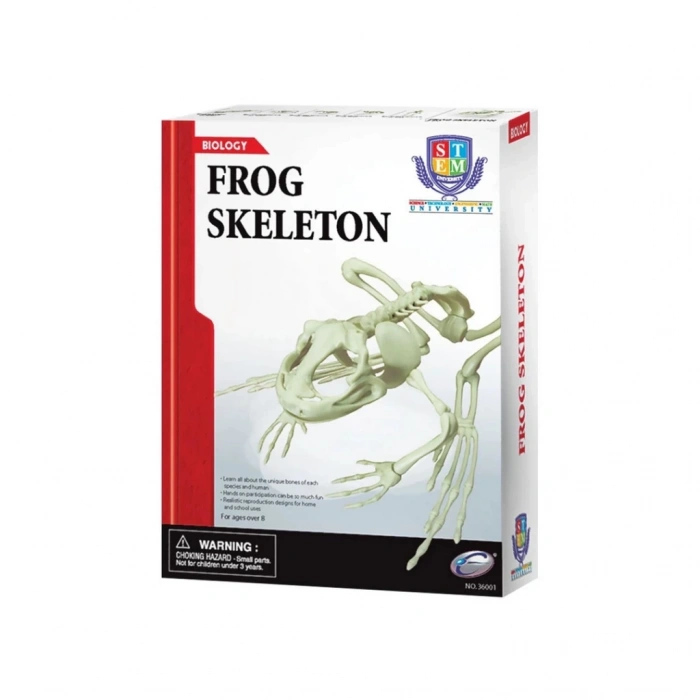 Kurbağa İskeleti Bilim Seti