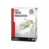 Kurbağa İskeleti Bilim Seti