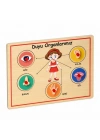 166/167  Ahşap Tutmalı Organlar