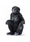 Bonobo