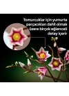 Botanicals Manolya Dalları 11510