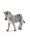 Dişi Zebra