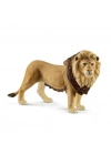 Erkek Aslan