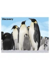 Prime 3D - Penguen Pelüş ve Selfie 48 Parça Puzzle 15809