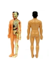 The Human Body İnsan Vücudu 3D Eğitim Seti 3302