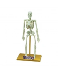 Bilim Seti : İnsan İskeleti