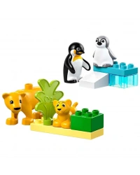 Kasabası Vahşi Hayvan Aileleri: Penguenler ve Aslanlar 10442