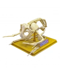 Kurbağa İskeleti Bilim Seti