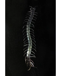 Şeffaf Renk Karanlıkta Parlayan Fosforlu Kırkayak 13 cm 1 Adet