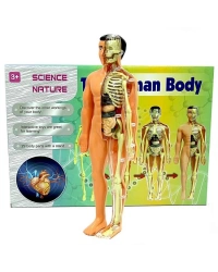 The Human Body İnsan Vücudu 3D Eğitim Seti 3302