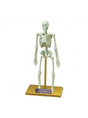 Bilim Seti : İnsan İskeleti