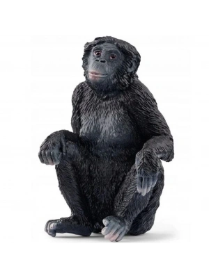 Bonobo