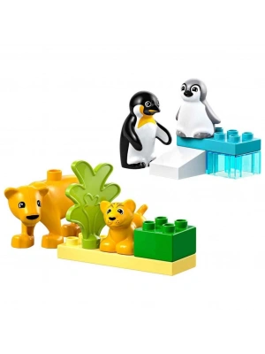 Kasabası Vahşi Hayvan Aileleri: Penguenler ve Aslanlar 10442