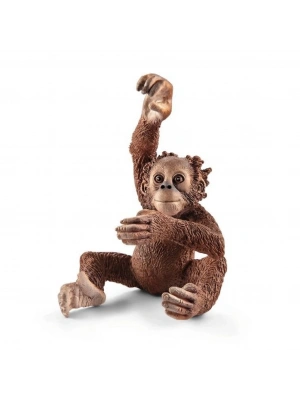 Yavru Orangutan