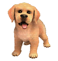 Köpek GIF
