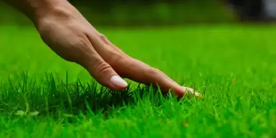 Çim Bakımında Dikkat Edilmesi Gerekenler