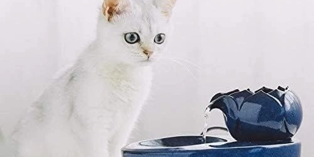 Kedi Su Pınarları Nasıl Çalışır?