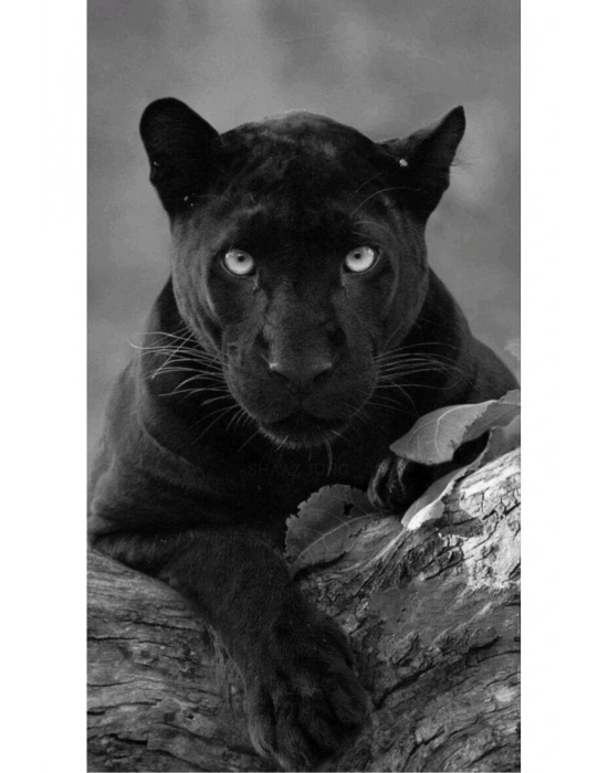 Araba Kapı Direk Kaplama Folyosu kara panter