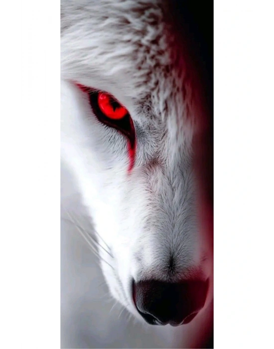 Araba Kapı Direk Kaplama Folyosu Kurt