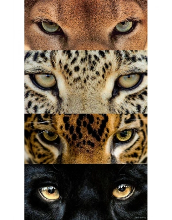 Kurt Kapı Direk Kaplama Folyosu BASKILI STİCKER Sağ-Sol 2 Adet 22*50 CM